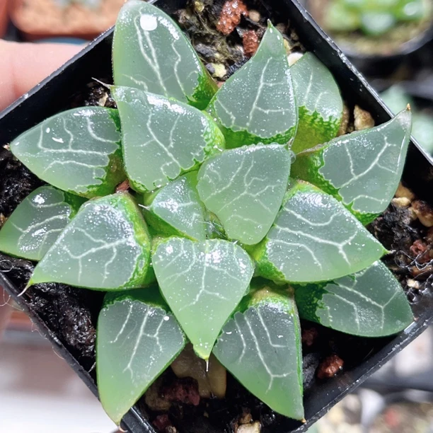 十二卷 月影 阳台办公室 新手高端多肉植物