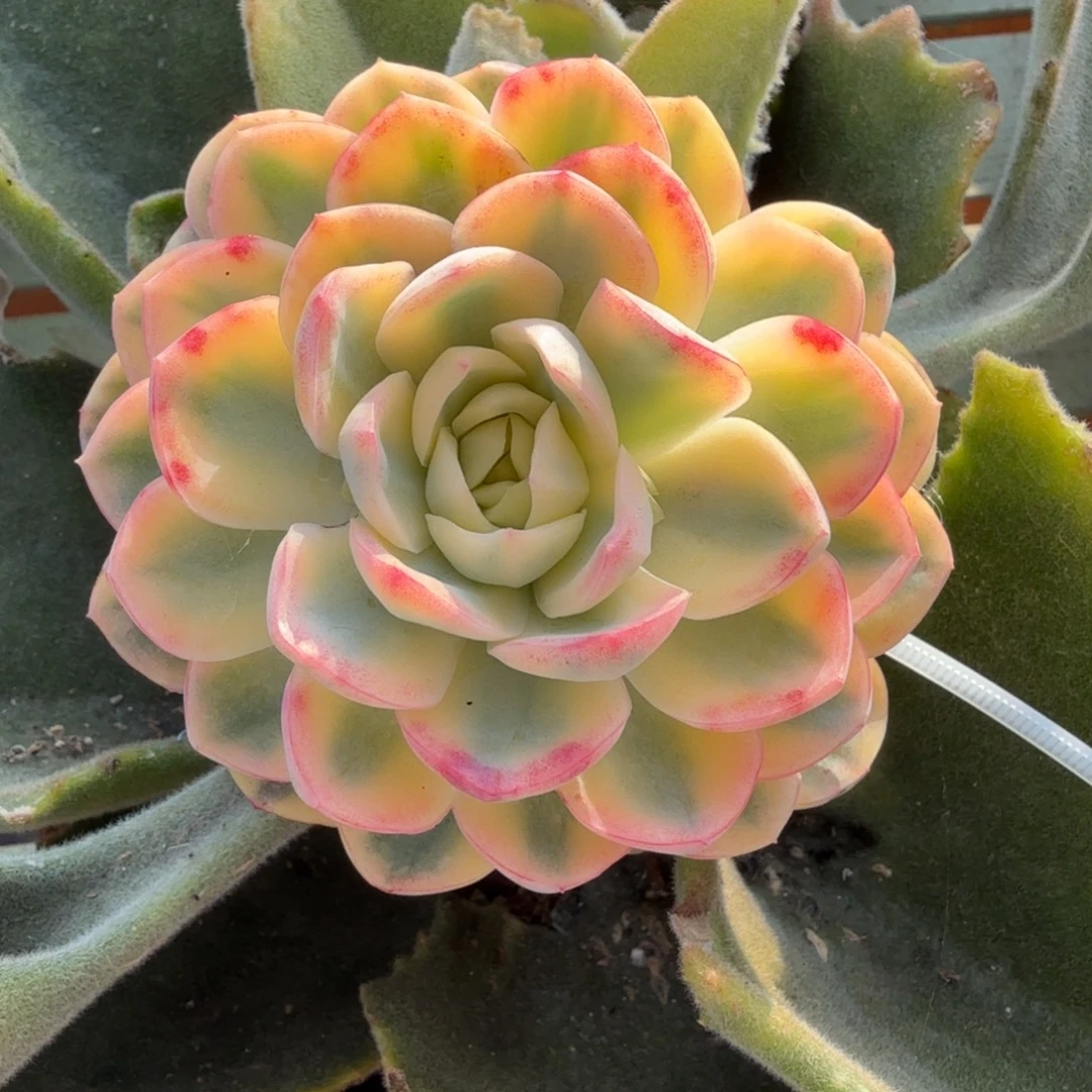 望月锦是十个侧芽