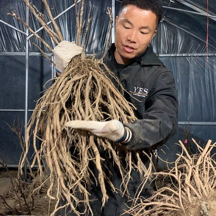 无花朵赵粉一物一拍