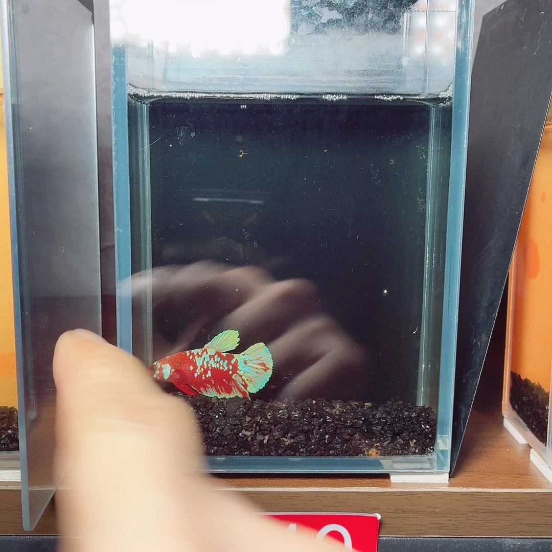 斗鱼彩金将军公鱼