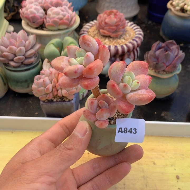 一物一拍满38包邮A843