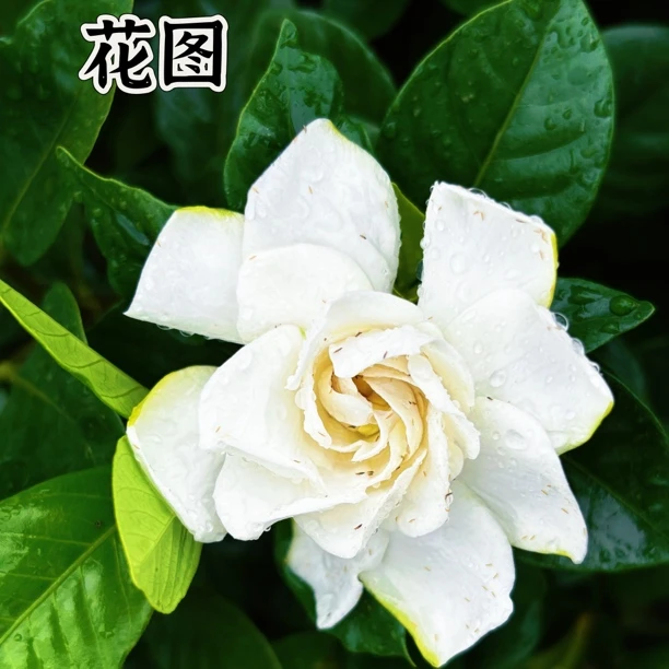 （二叶玫瑰）栀子花老桩  一物一拍  直播间专用链接