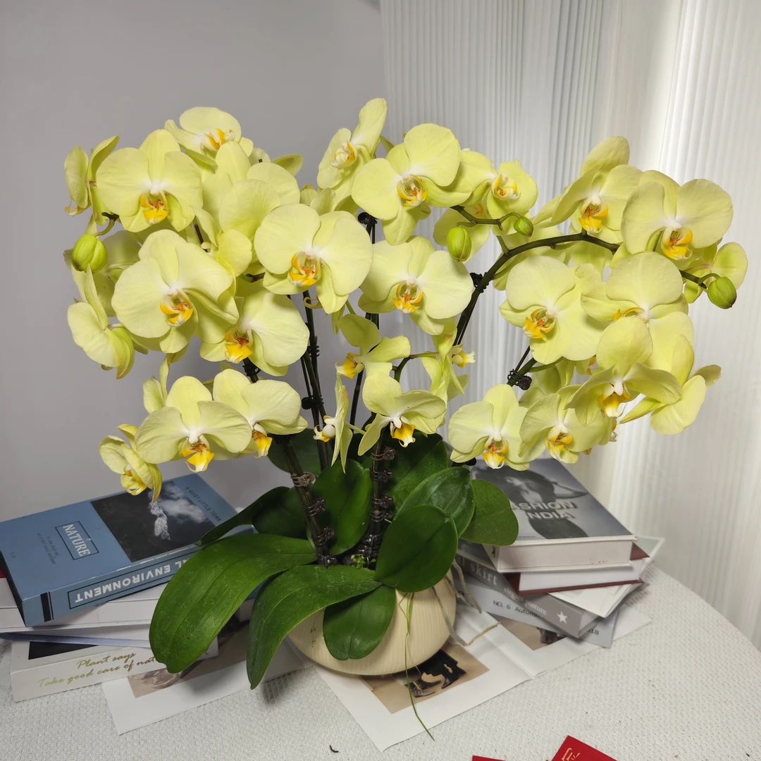 蝴蝶兰《芳美神话》欧品绿色系蝴蝶兰精致组盆少花苞