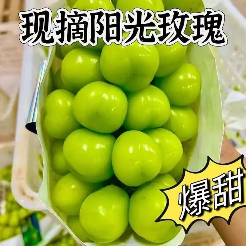 【顺丰次日达】正宗阳光玫瑰新鲜葡萄整串新鲜发货山西省