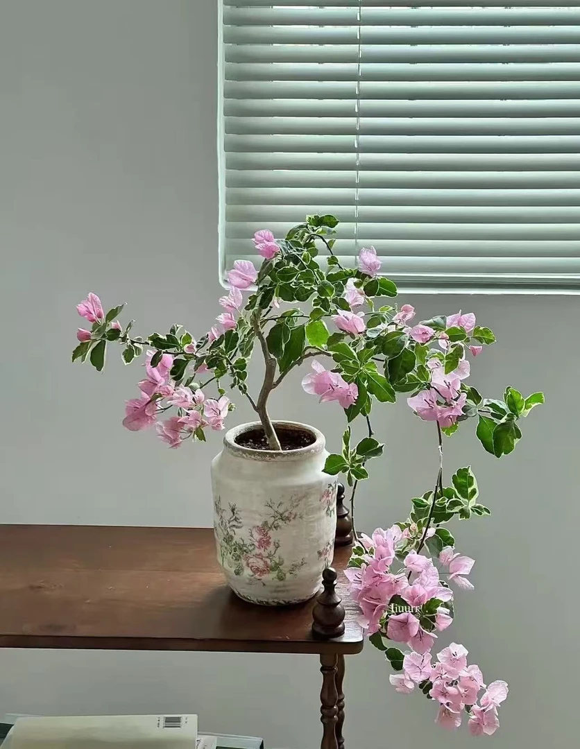 复古做旧三角梅盆栽透气冰裂纹粉玫瑰陶瓷花盆花瓶好养活阳台庭院