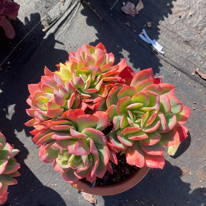 绮罗多肉植物1 4 2