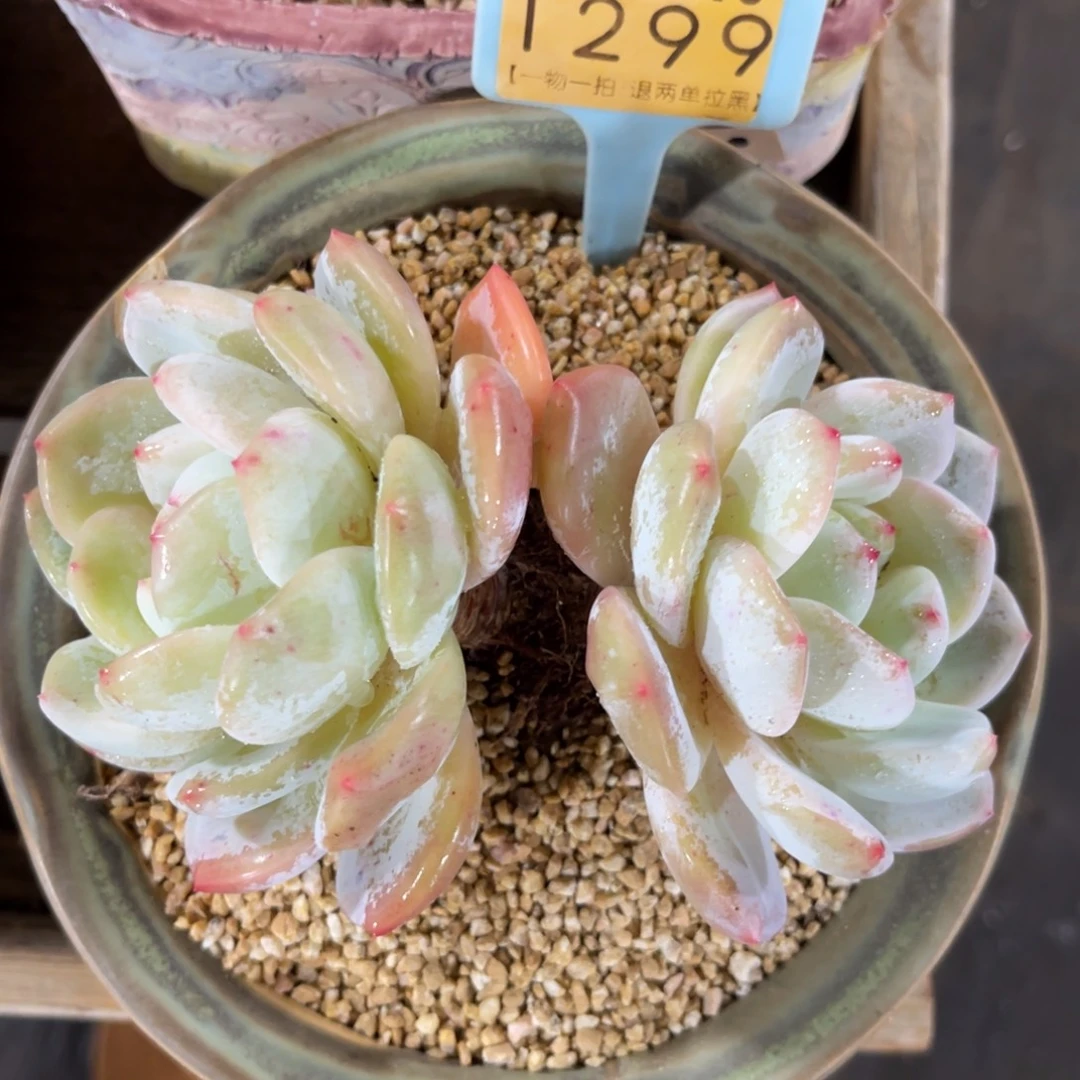 云尘多肉一物一拍不含盆1299