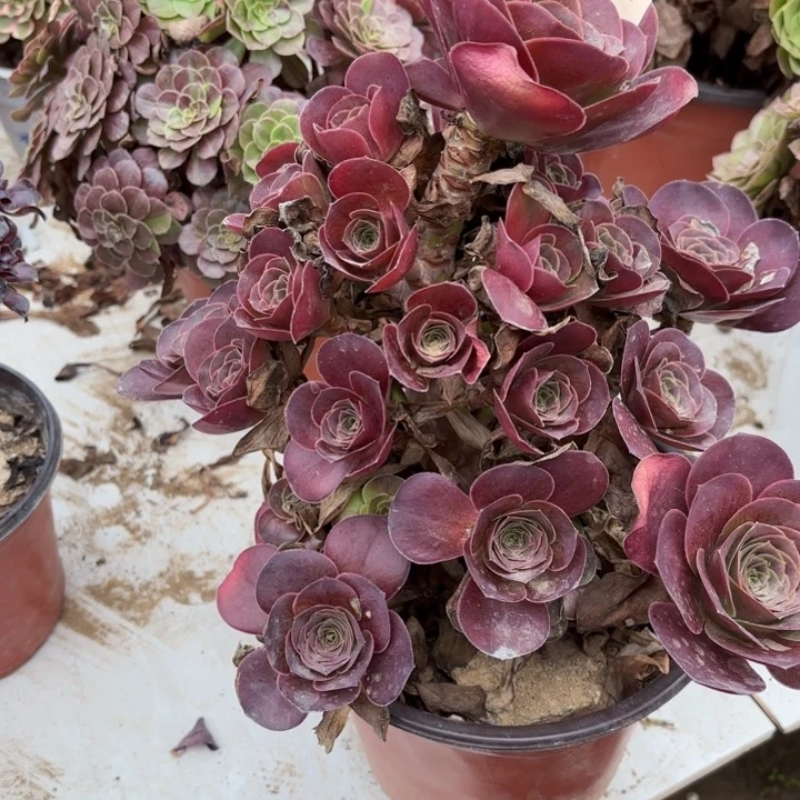 魅金玫瑰多肉处理不包断头3241