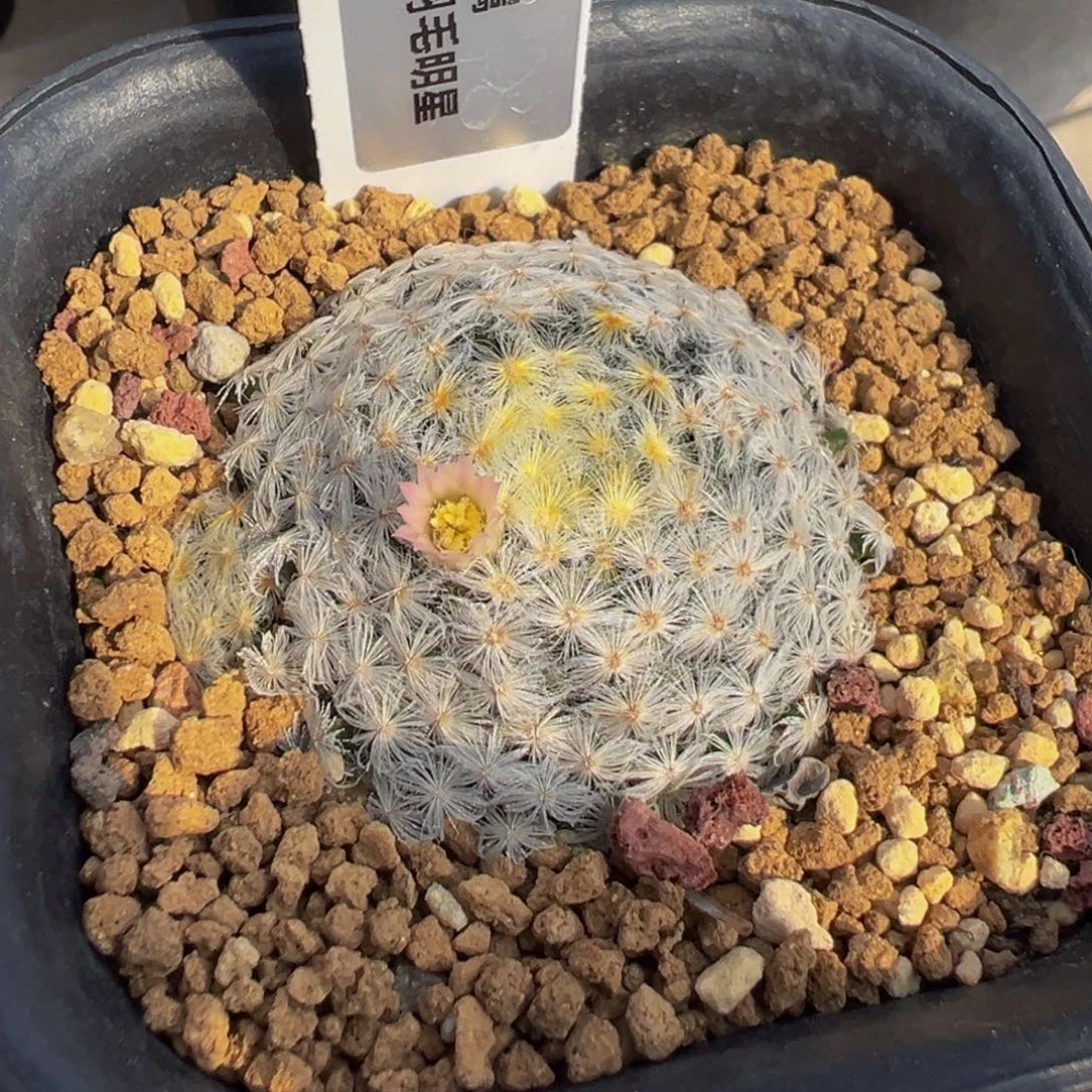031实生根原始白明星微粉花多肉植物带盆土