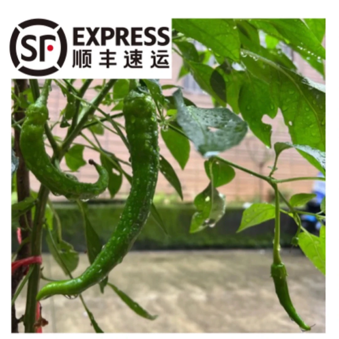 【露天土辣椒】江西小炒本地新鲜采摘辣椒现采现发顺丰包邮