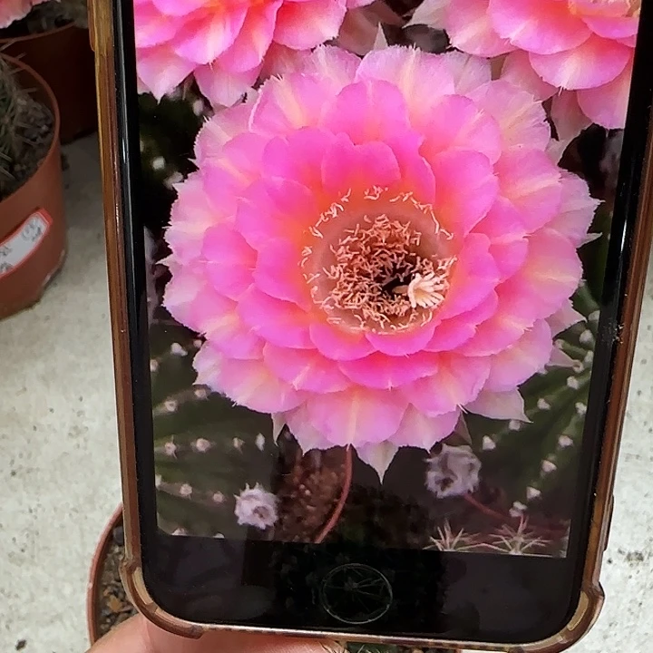 彩草重花侧芽3公分左右
