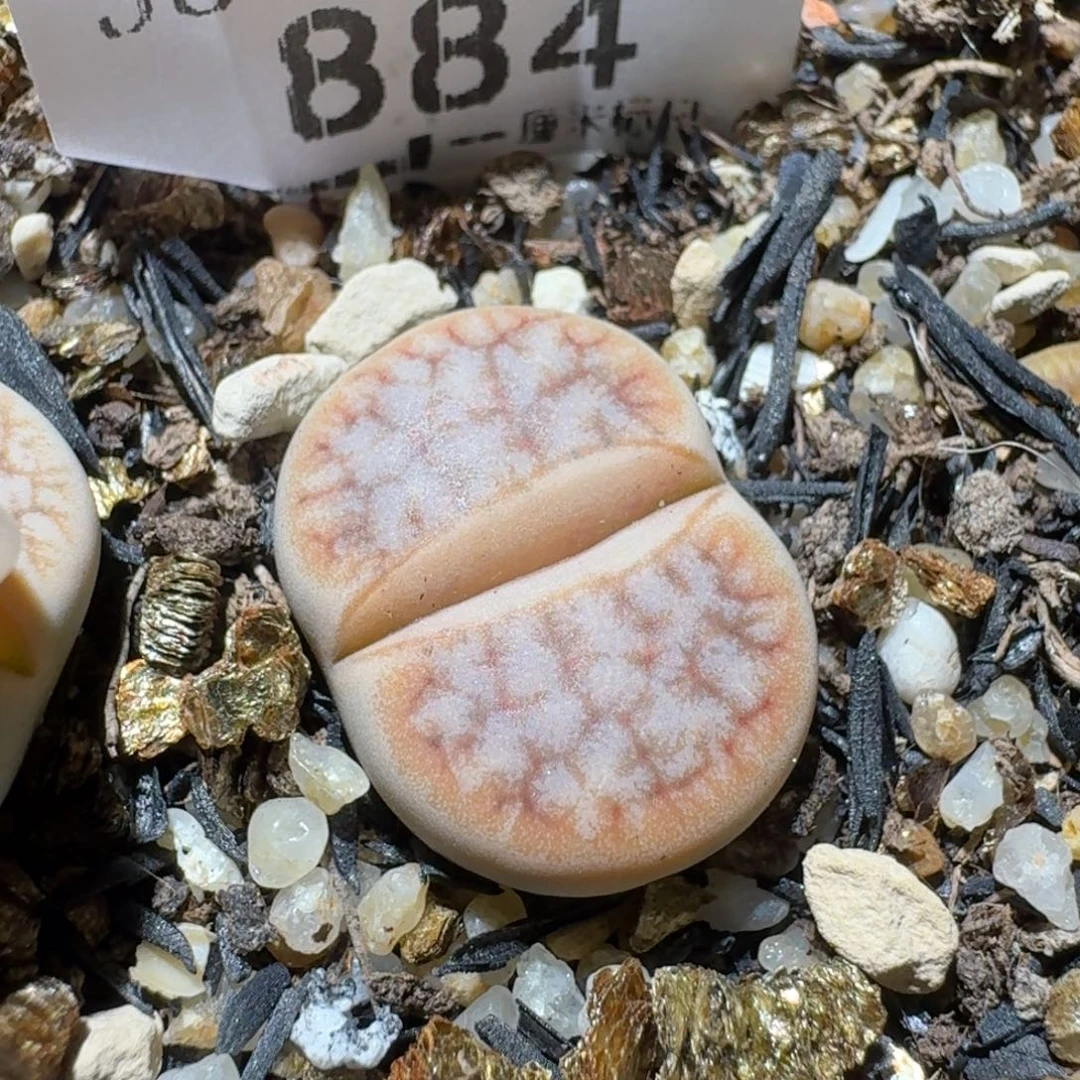 Sss清了便宜卖884