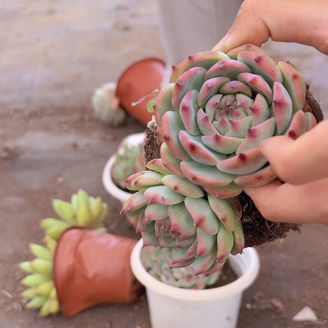 吉娃娃 双头起发