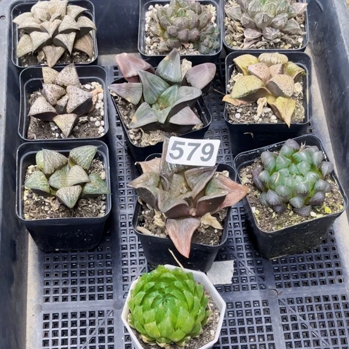 579寿一物一图如图