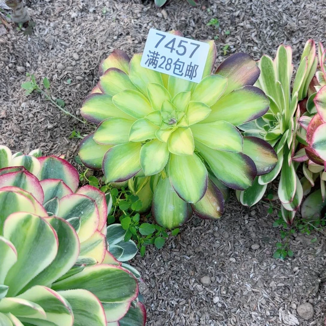 柠***?G. 7457韶华多肉