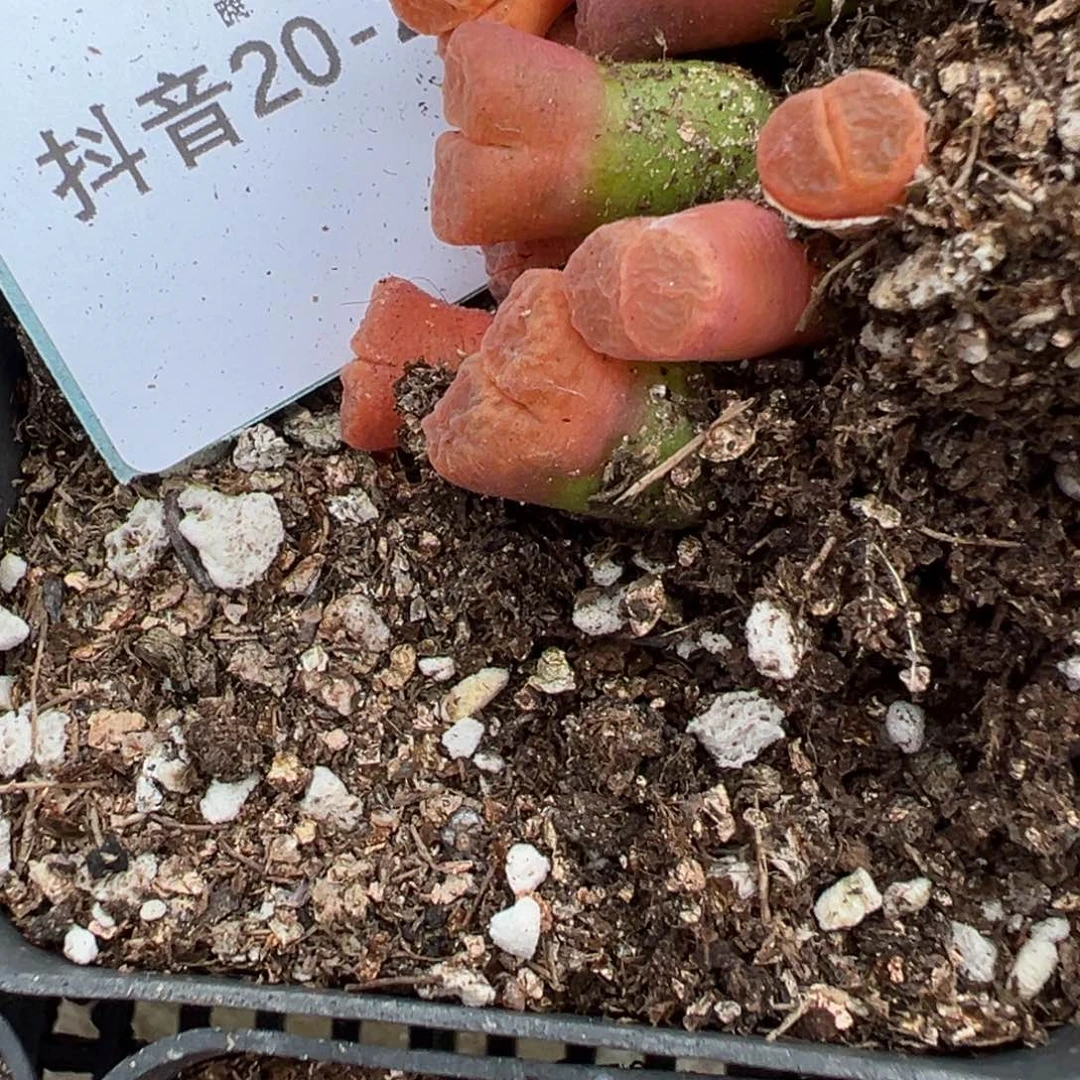 20-20量拍德系大型红风铃一颗