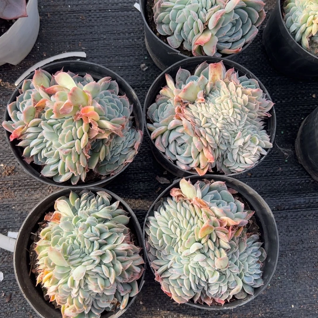 香妃月影缀，110杯