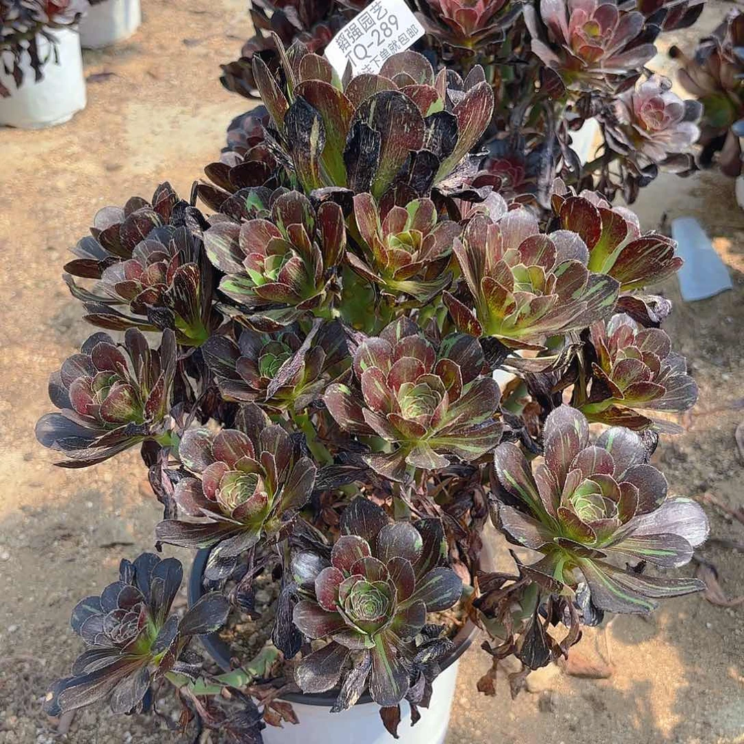 花无缺多肉植物上289