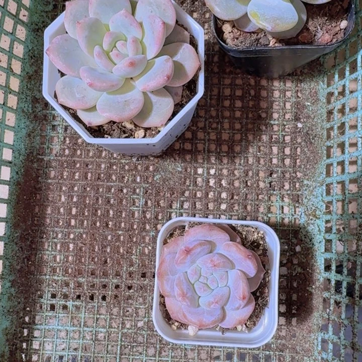 一****贝精品福利多肉植物