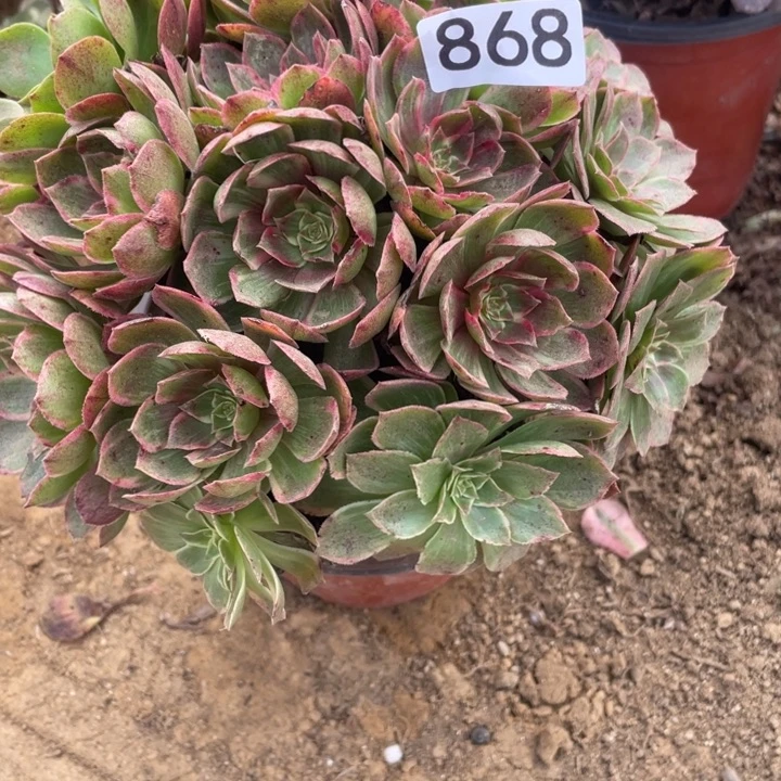 无花朵868多肉植物莲花座