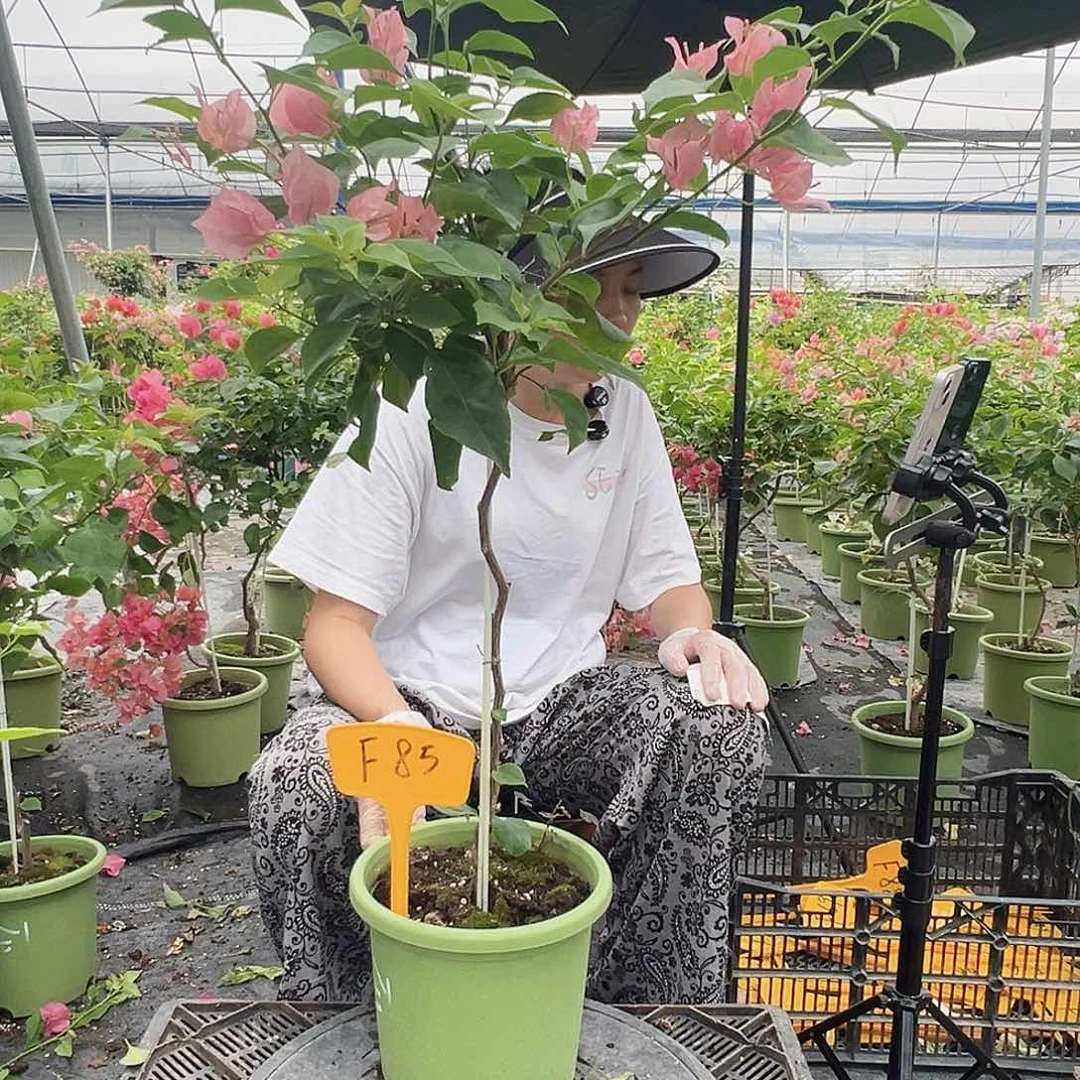 雨***雾当前无花栽培后可以开花F85不甜西瓜