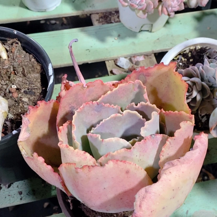 【闪购商品】蓝色妖姬18182