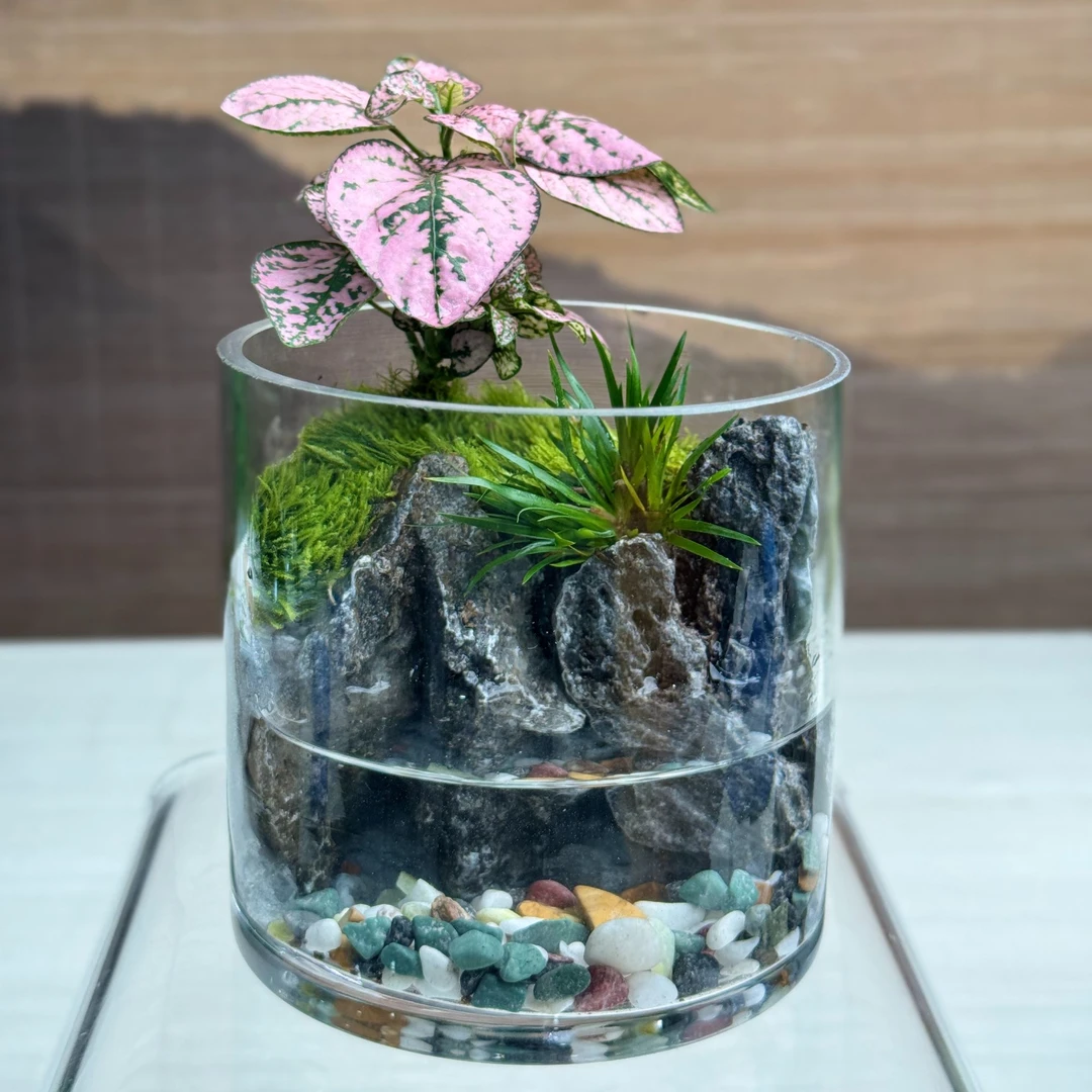 E8【幻屿】圆形水杯款桌面苔藓微景观懒人绿植送礼精品