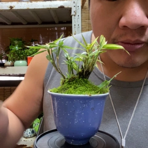 红陶一物一拍所见即所得9