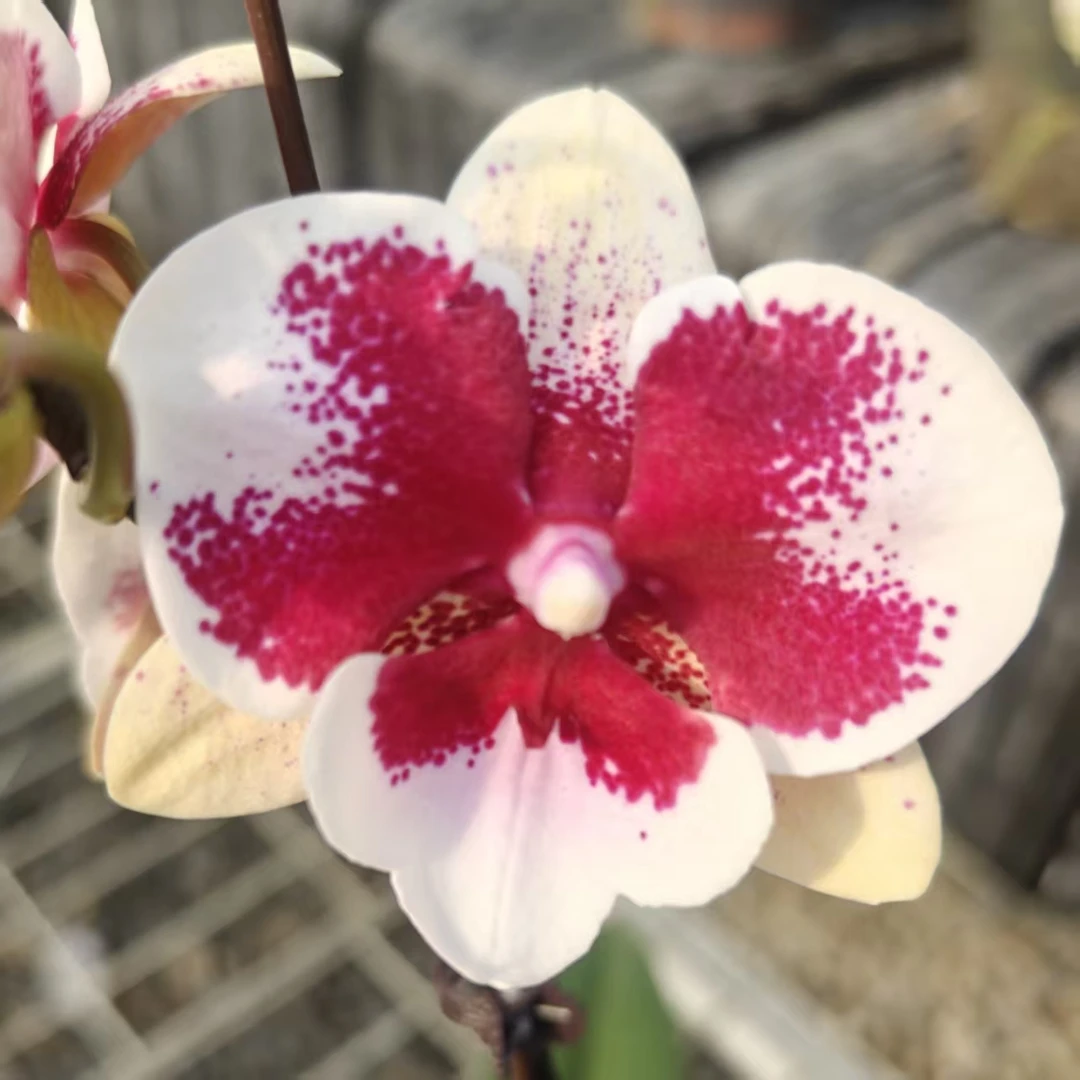 【百变神童】 开花或花苞 蝴蝶兰基地直发 简单好养活 阳台庭院