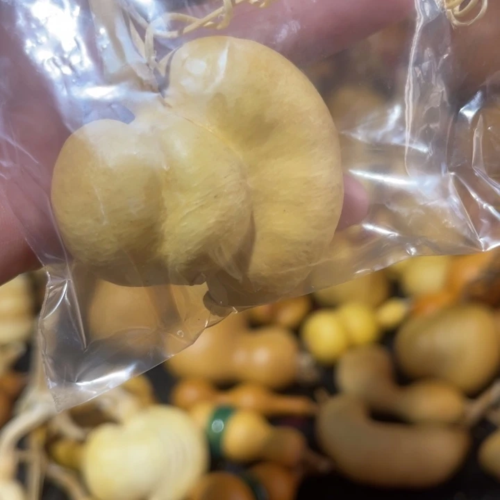 五***哥葫芦葫哈哈哈哈哈哈