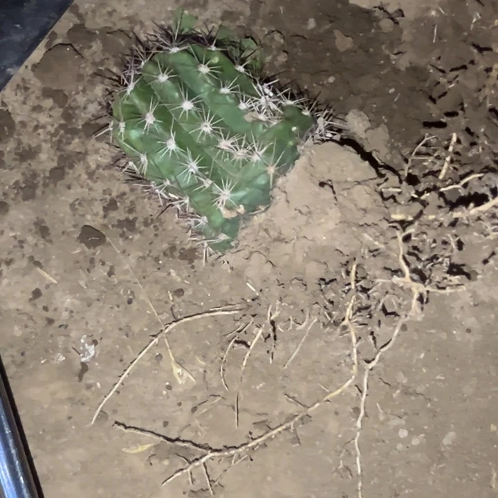 焮*爔仙人球立夏根瑕疵4