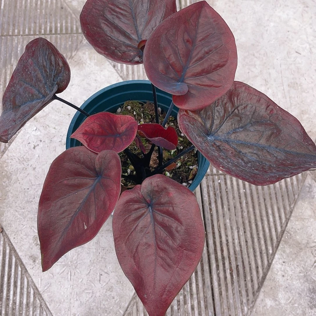 完全开放9741泰彩一物一拍