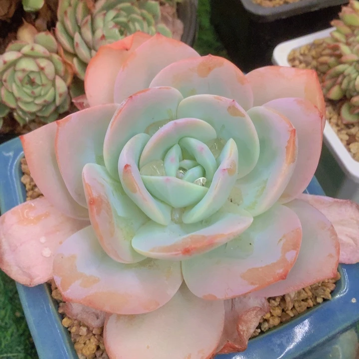 Q**e多肉乐园精品奶茶