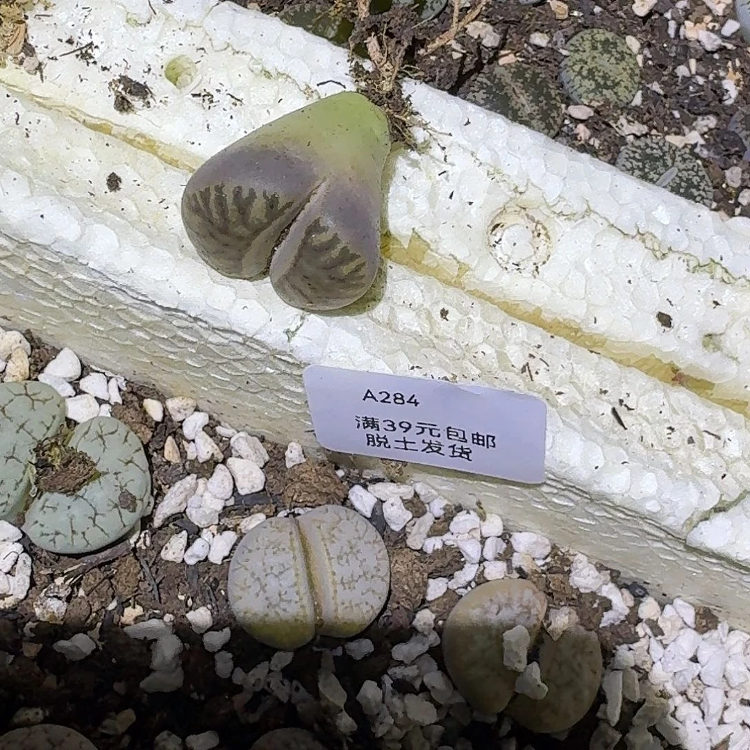 铁***Y284多肉哈哈哈哈哈哈