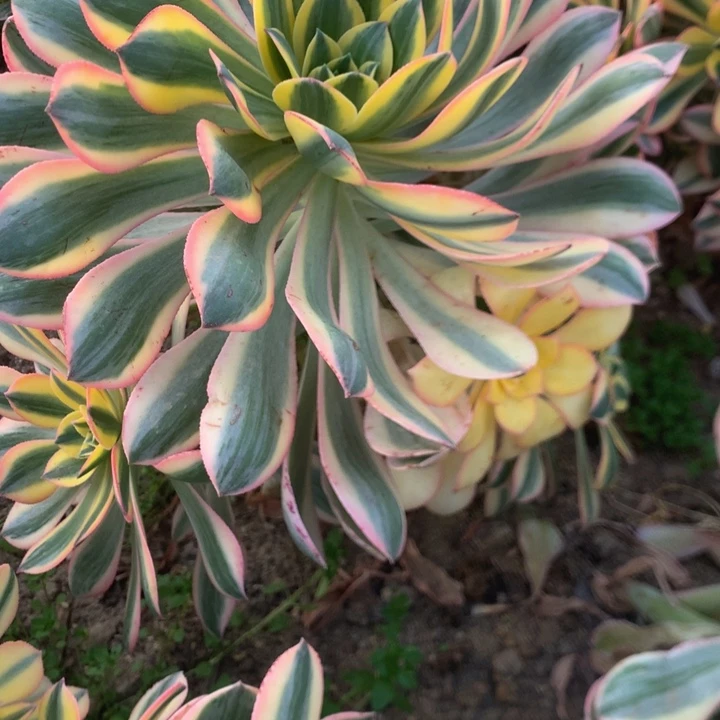 会**鱼364灿烂多肉植物
