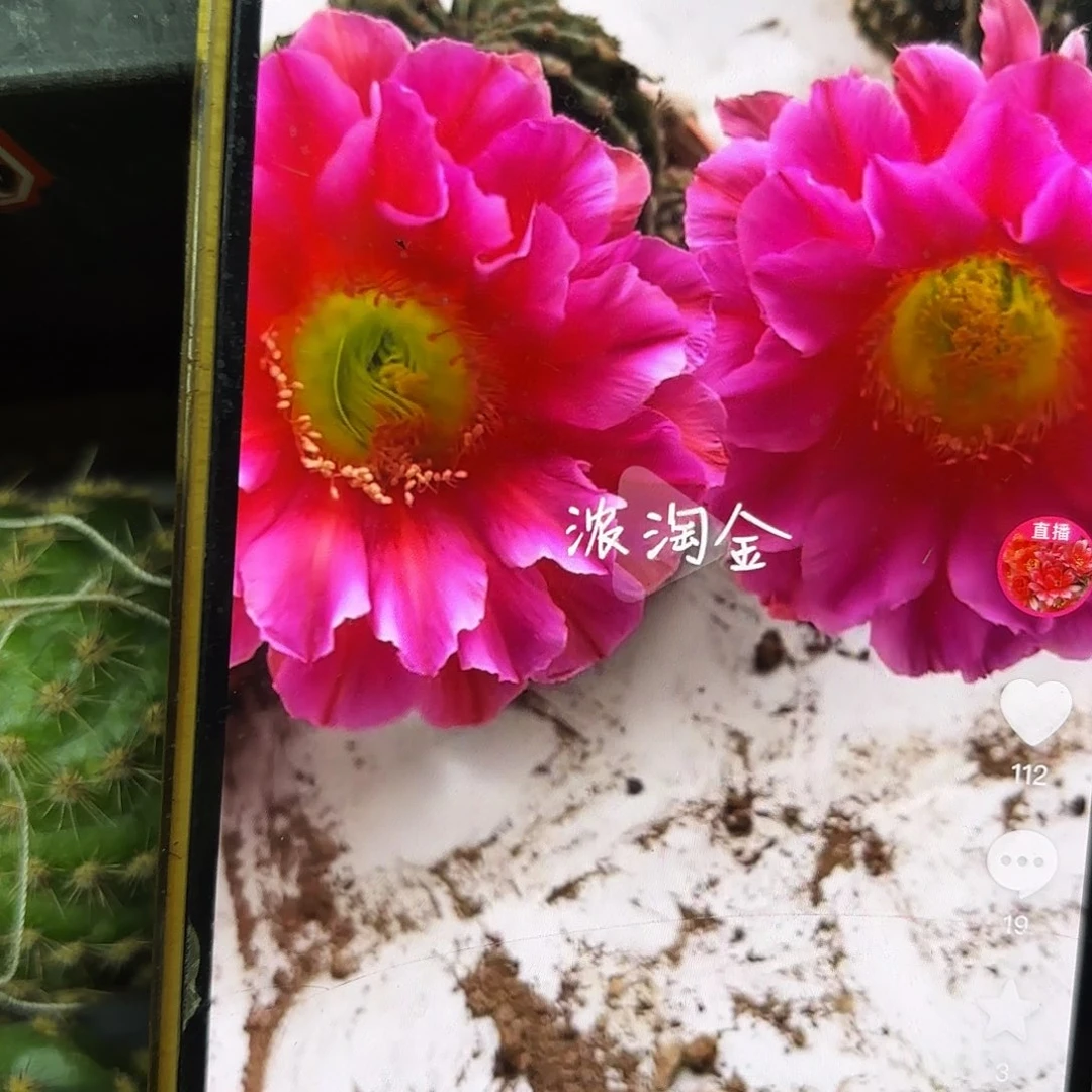 浓桃筋侧牙20包邮仙人球17