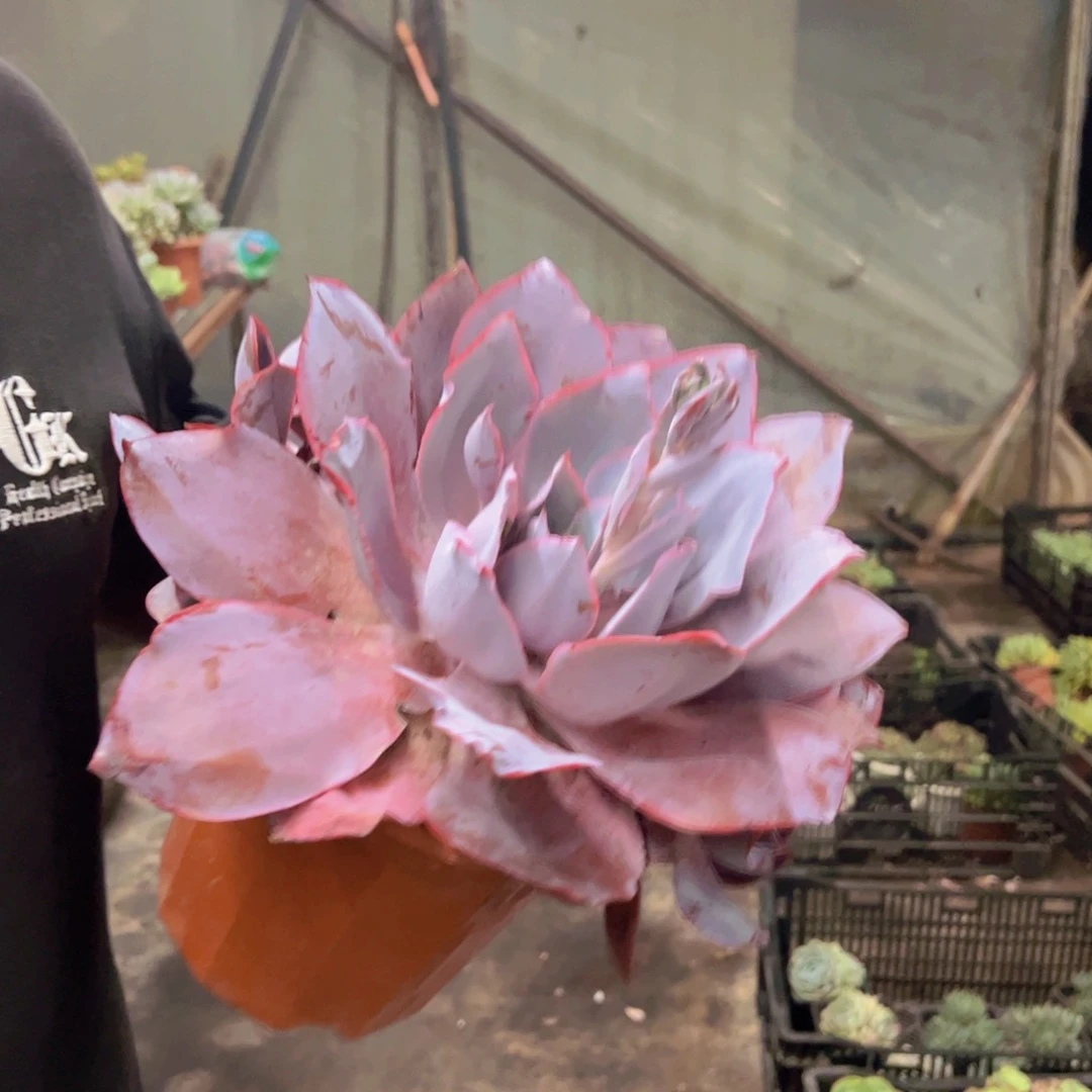 晚霞大单头带仔大盆，230杯