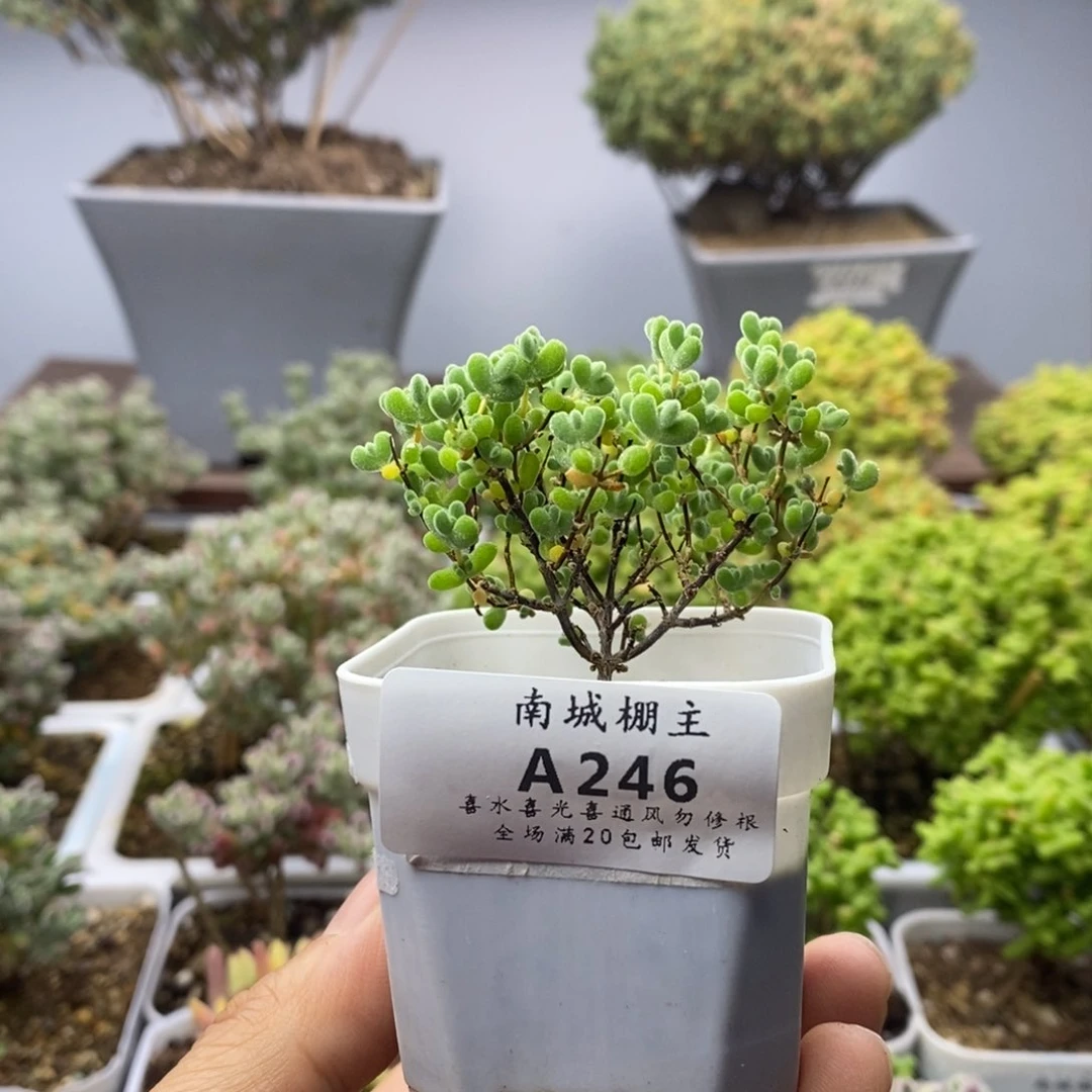 246实生莱斯枝干番杏