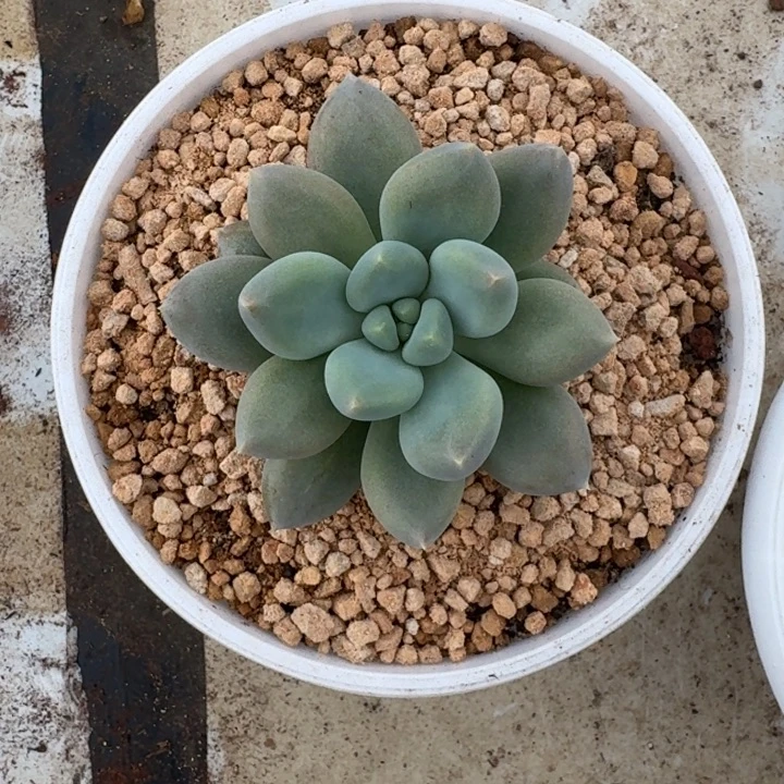 黄胖体 哥特 单头 一物一拍