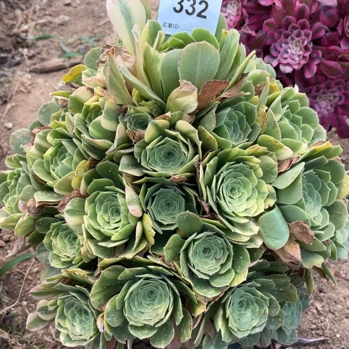 332多肉植物五彩琉璃