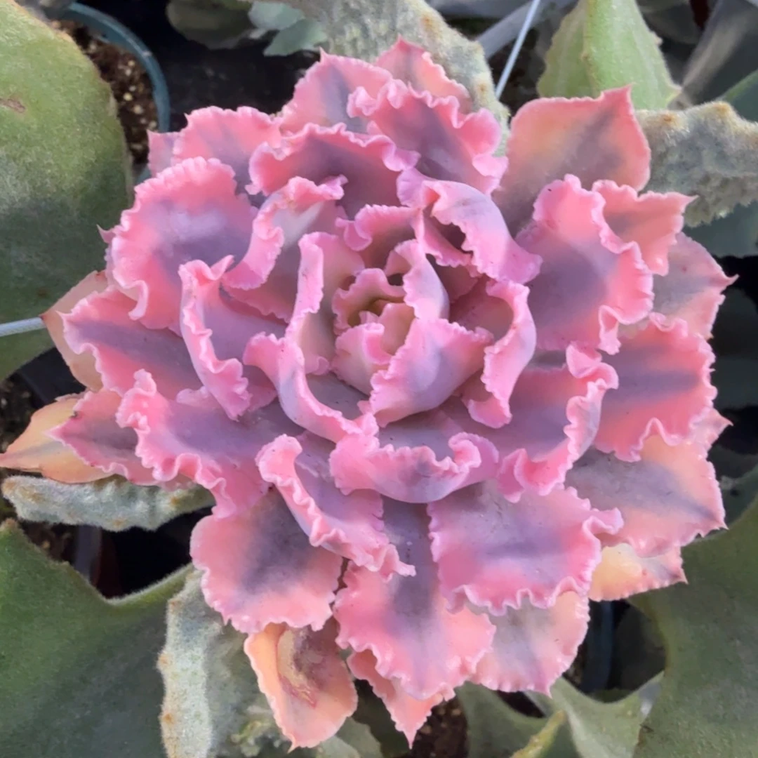 晚霞之舞锦 带侧牙福坤锦