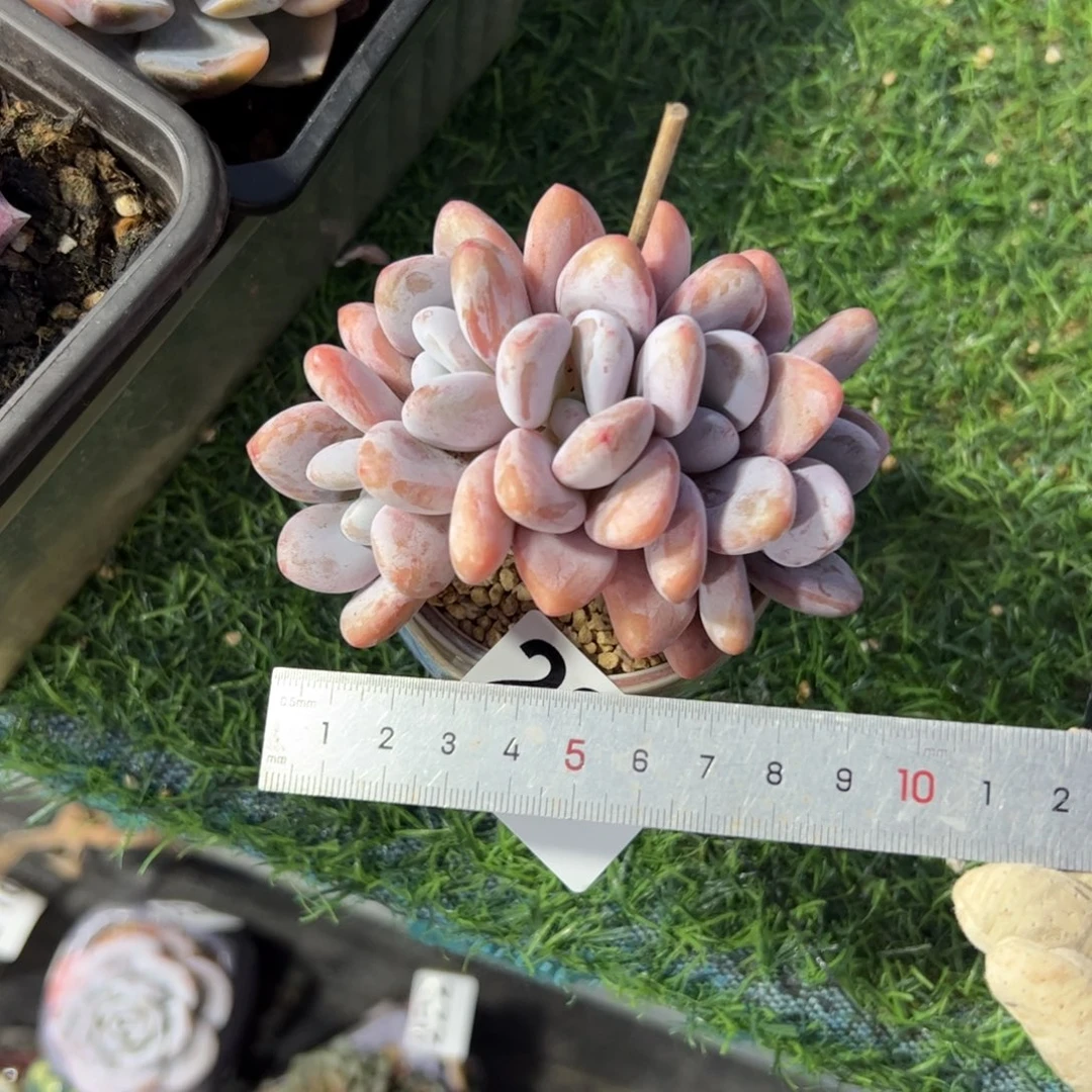 周***周223 多肉植物组合盆栽