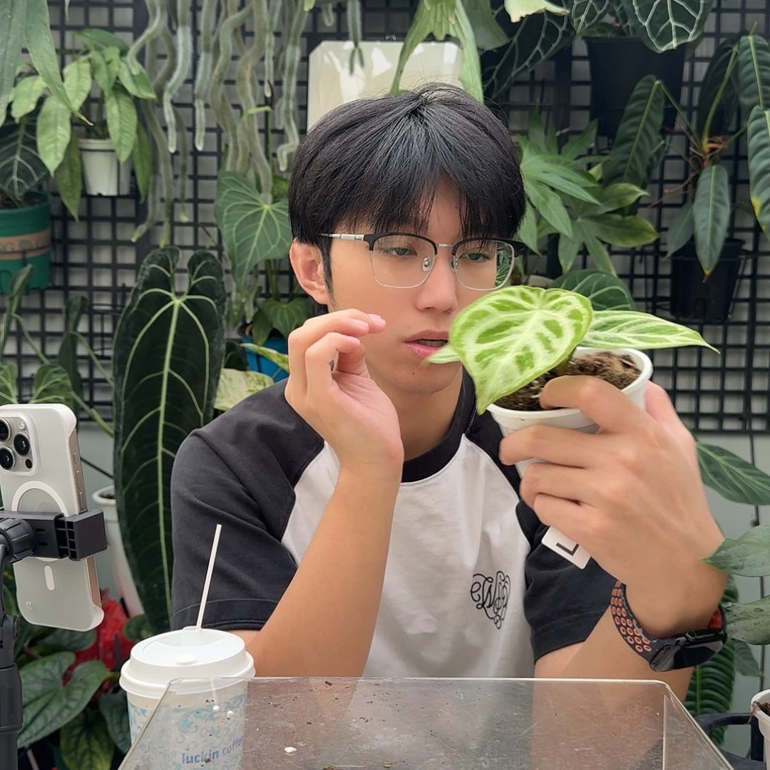 完全开放D86铜锣烧