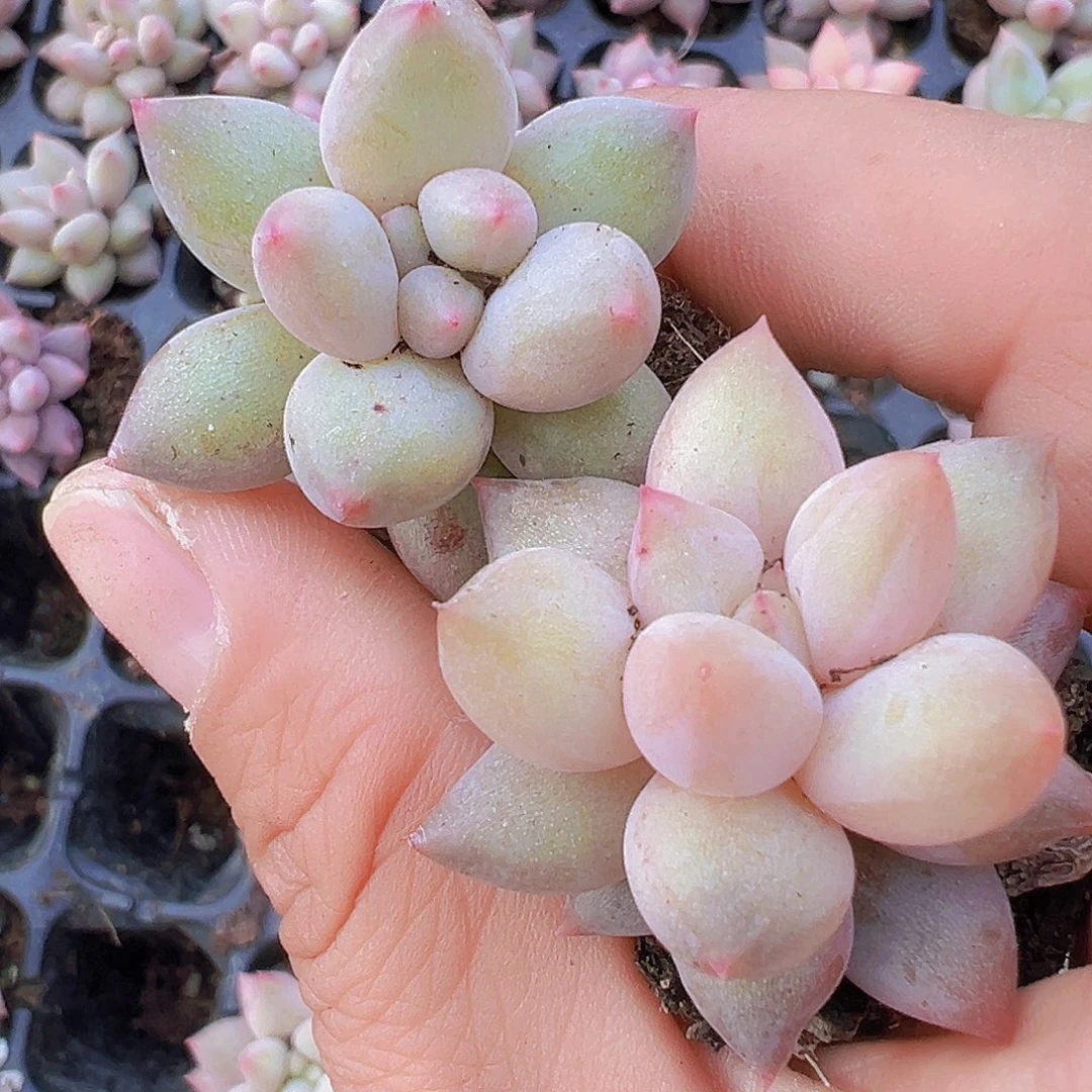 红蜻蜓苗5颗19包邮多肉