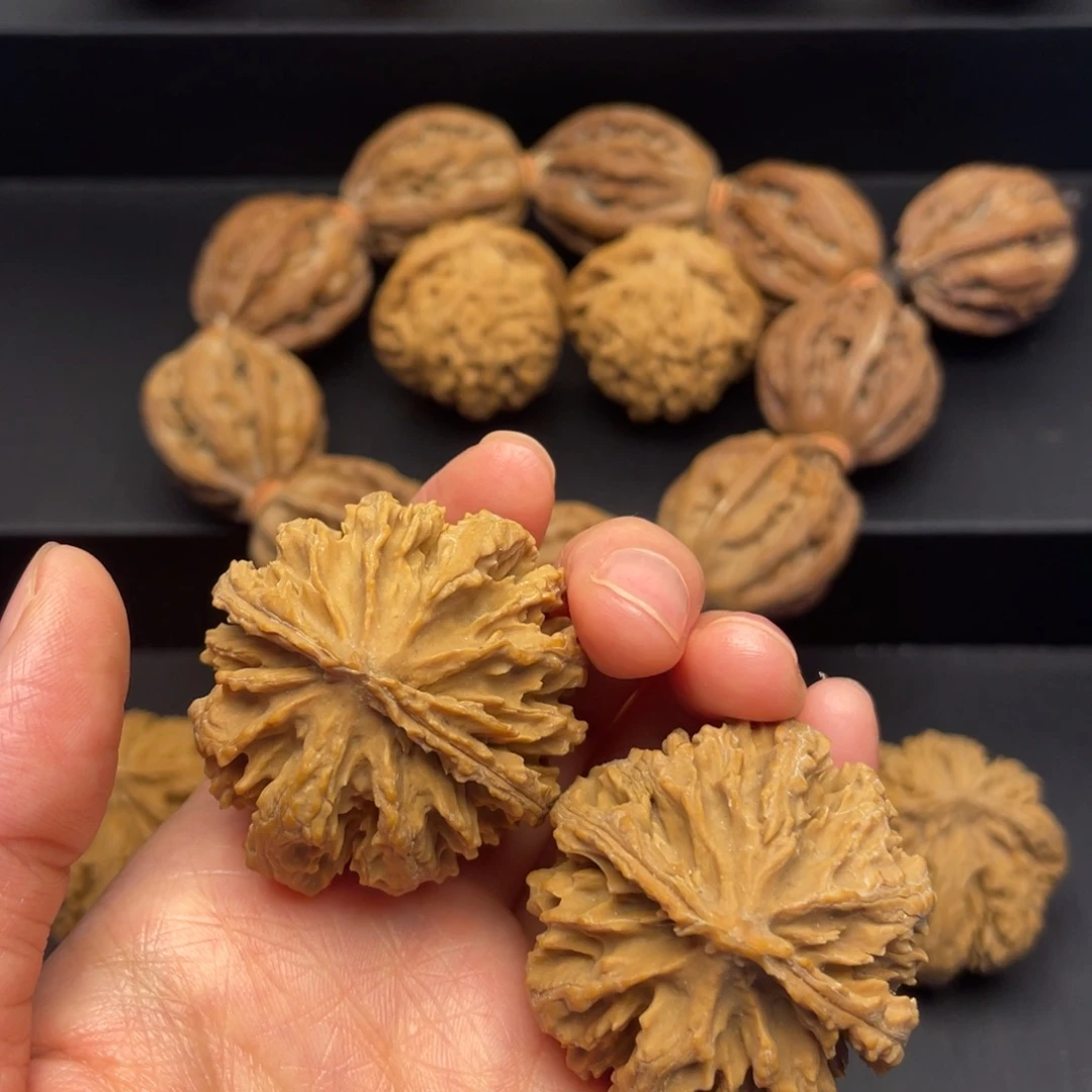 核桃秦岭核桃野生20号