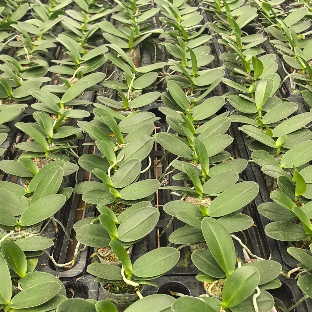 蝴蝶兰【1.7寸】实生宝宝苗