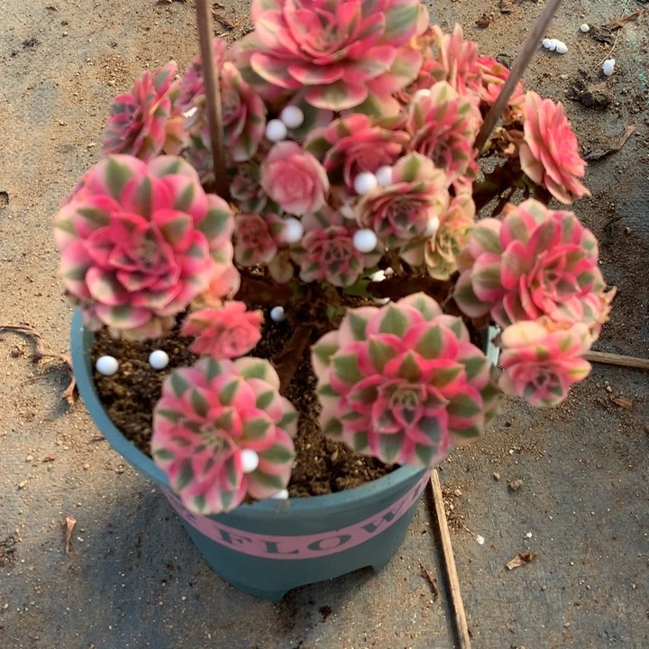 424倾城多肉植物特价