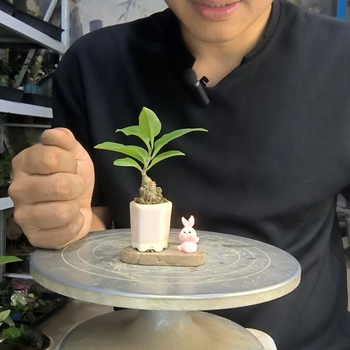 藤三七拇指随机带石头带兔子一套随机款