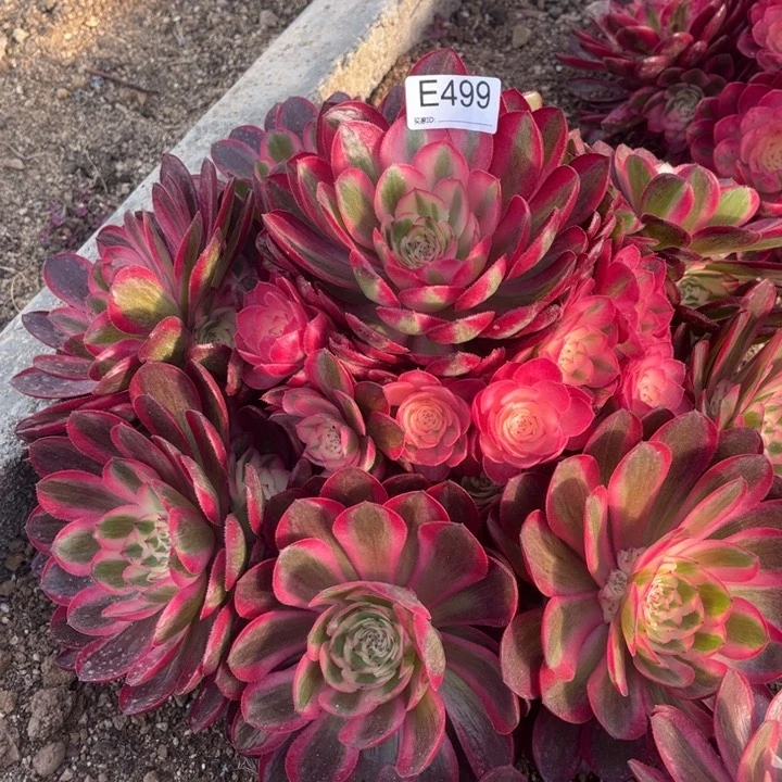 499荔枝多肉植物