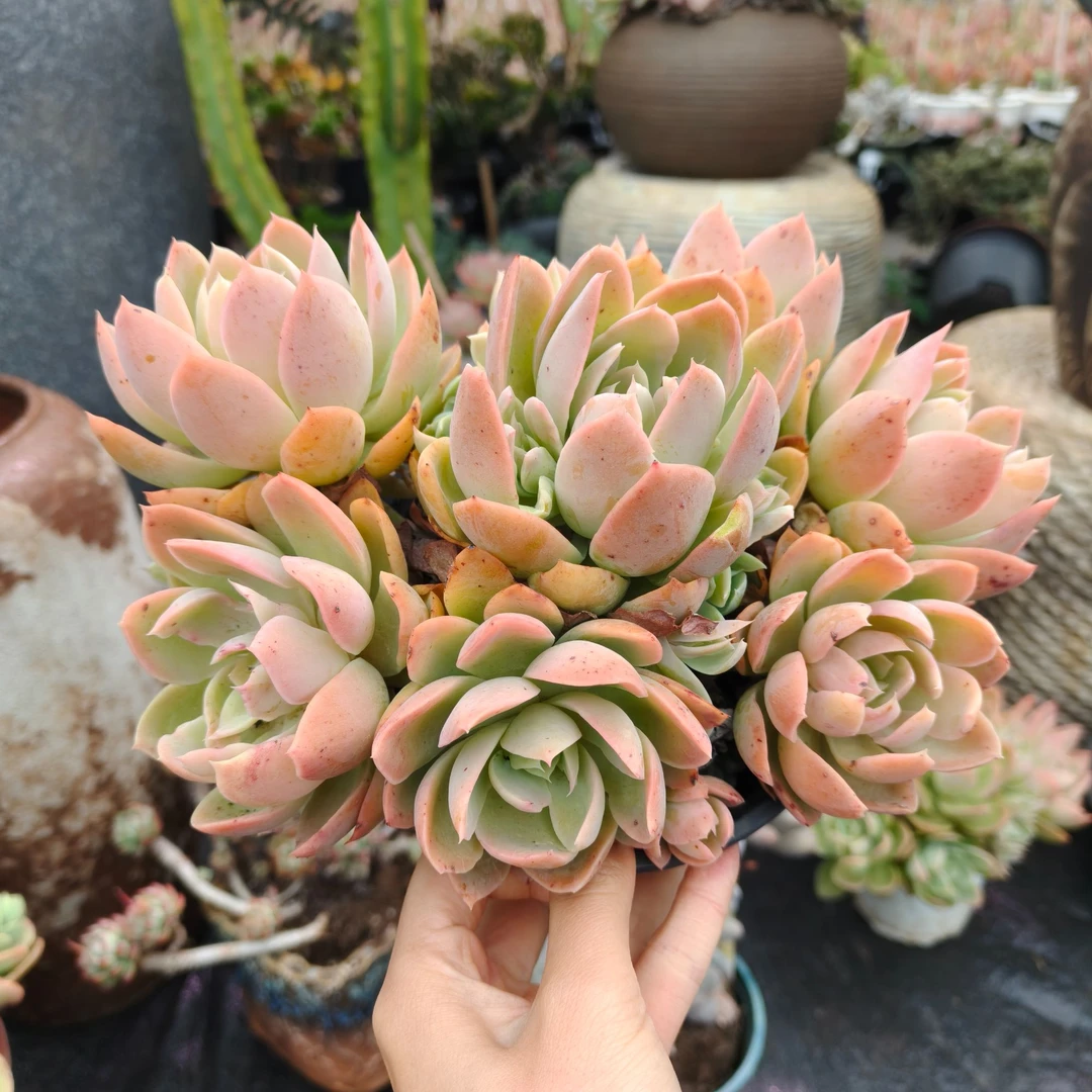 丝绸面纱 【云贵精品多肉】